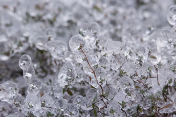 Frozen Tree,Leaves and Flowers on Ice Storm
