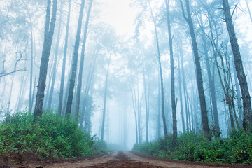 Road and foggy sunrise in the deciduous forest in Thailand.