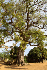 arbre du sénégal