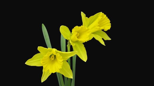 Time-lapse of opening yellow narcissus flowers 3a1 in Animation format with ALPHA transparency channel isolated on black background
