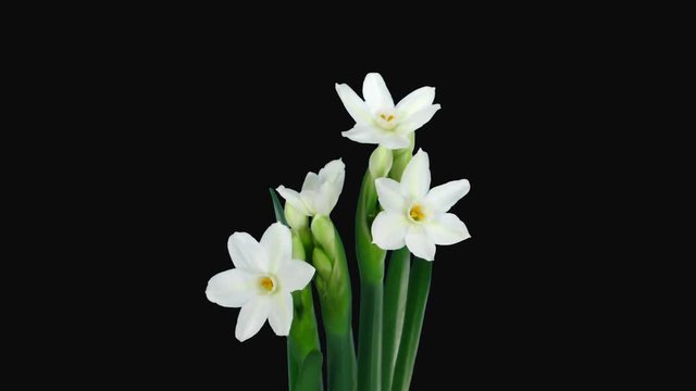 Time-lapse of opening narcissus Paperwhite (Narcissus Papyraceus) flowers 1a4 in PNG+ format with ALPHA transparency channel isolated on black background
