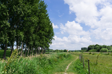 Small road next to the fields and trees in Belgium