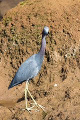 Heron on the riverbank in Tortuguero in Costa Rica