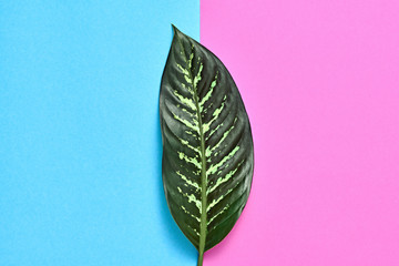 Fototapeta na wymiar Tropical Fresh Palm Leaf. Green Summer Design. Art Bright Pink Blue Color. Fashion leaf, summer. Creative Minimal. Detail