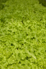 Lettuce in the hydroponics farm