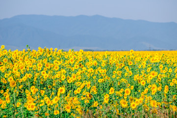 Sunflower field in full blossom in Altai in July