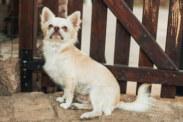 Fototapeta na wymiar Funny chihuahua are playing in the garden