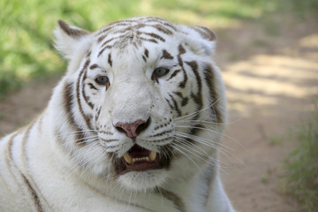 Fototapeta premium Weißer Tiger (Panthera tigris) Kopf, Portrait