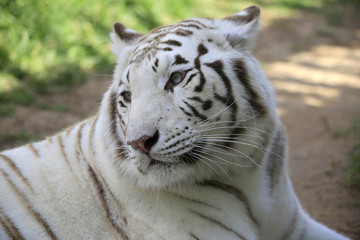 Weißer Tiger (Panthera tigris) Kopf, Portrait