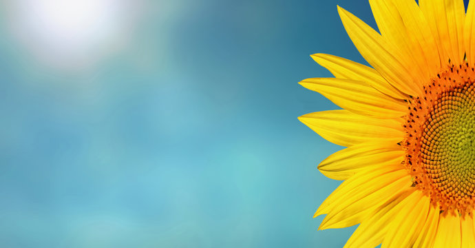 petals of sunflower on sunny blie sky background