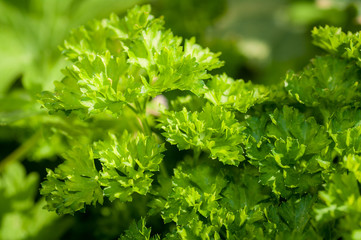 närbild på färsk persilja