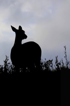 Female doe deer in silhouette looks out at the view before her.