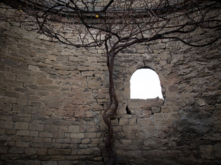 Tree on the wall
