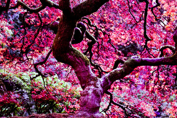 Close-up of Colorful Branches of Maple Tree in Beautiful Japanese Garden in Portland Oregon USA, Golden Autumn, Fall in West Coast, Outstanding Colors of Nature