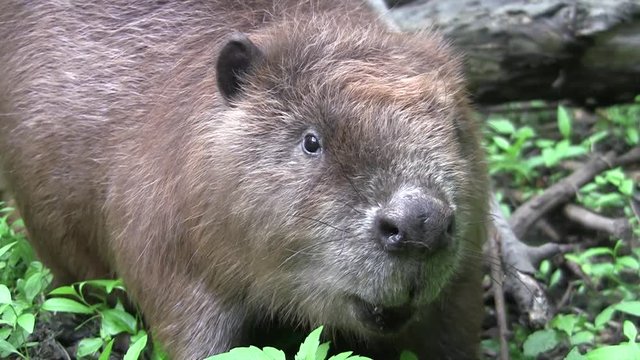 Beaver eating in natural environment.