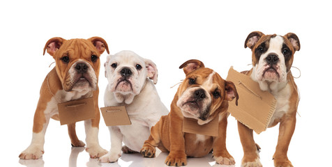 four little english bulldog puppies wearing signs at their necks