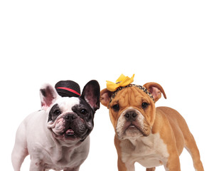 happy french end english bulldogs wearing costumes standing together