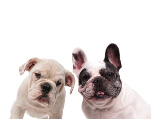 Fototapeta premium couple of english and french bulldogs standing together