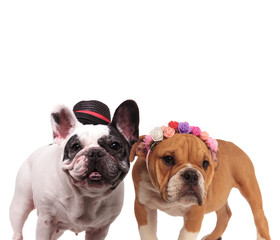 Fototapeta premium happy couple of english and french bulldogs