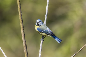 Blaumeise (Parus caeruleus)