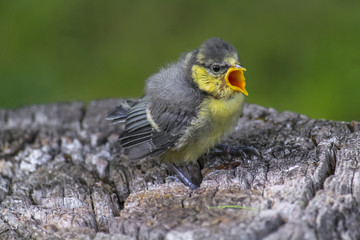 Blaumeise (Parus caeruleus)