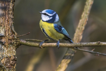 Blaumeise (Parus caeruleus)