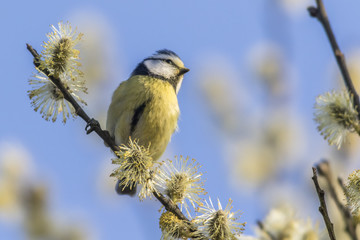 Blaumeise (Parus caeruleus)