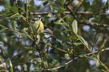 Blaumeise (Parus caeruleus)