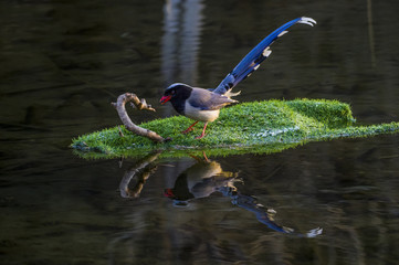 Red mouth blue magpie