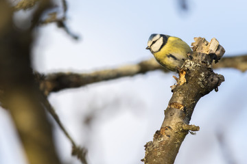 Blaumeise (Parus caeruleus)