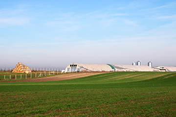 farm and green wheat field rural landscape