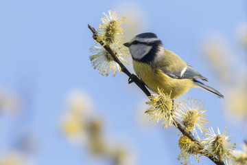 Blaumeise (Parus caeruleus)