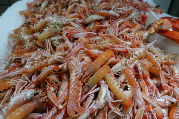 Langoustine vivante