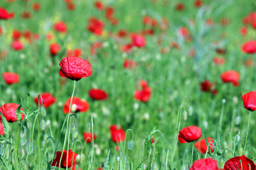 Fototapeta na wymiar red poppies flower and green meadow spring season