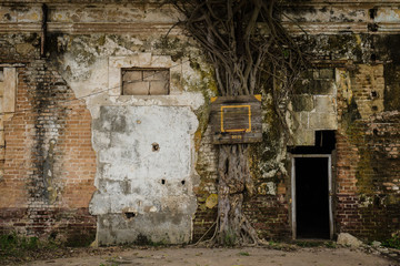 Basketball hoop on an old tree