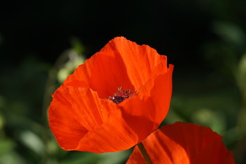 Fototapeta premium kwiat maku (papaver)