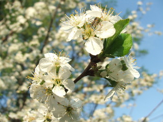 kwiat jabłoni (Malus)