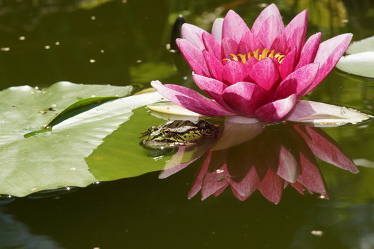lilia wodna ( water lily)