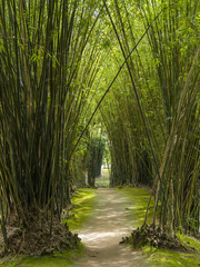 path in a bamboo forest