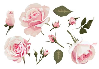 Realistic Roses Vector Clip Art set of 11 elements Pink Flower image