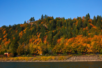 Colorful Rees at Autumn view From Columbia River near Portland Oregon USA, Amazing Autumn Colors, Blue Sky at Sunny Day