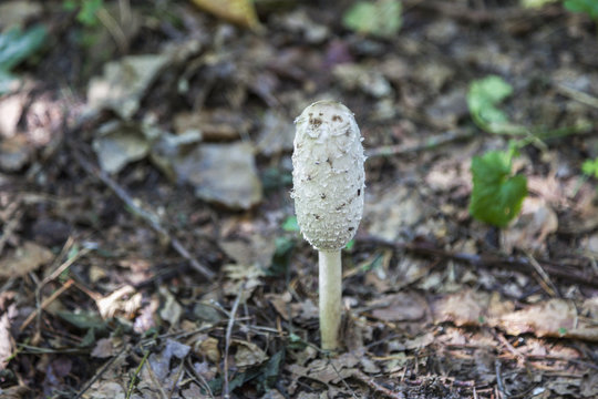 Parasol mushroom in Poleski National Park