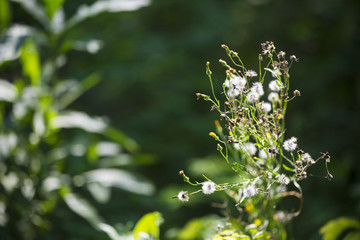  Forest plant on the background of a green glade.