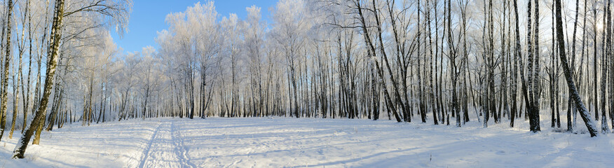 Birch grove in hoarfrost, picturesque winter landscape