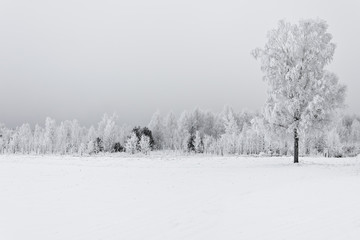 Fototapeta premium Lonely birch in hoarfrost