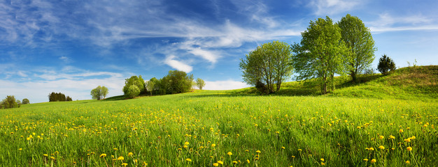 Field with yellow dandelions and blue sky