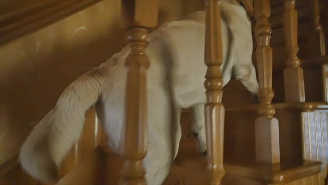 the dog climbs up the stairs