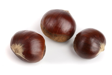 fresh edible chestnut isolated on white background