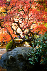 Outstanding Autumn View of Colorful Trees and Leaves in Beautiful Japanese Garden in Portland Oregon USA
