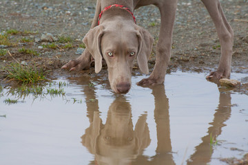 weimaraner vorstehhund